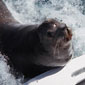 A friendly seal